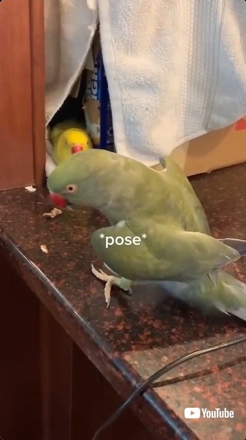 オウムの決めポーズ