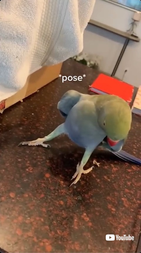 オウムの決めポーズ2