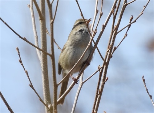 南大東島のウグイス