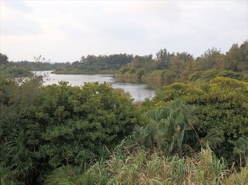 南大東島のウグイス
