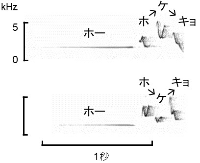 南大東島のウグイス
