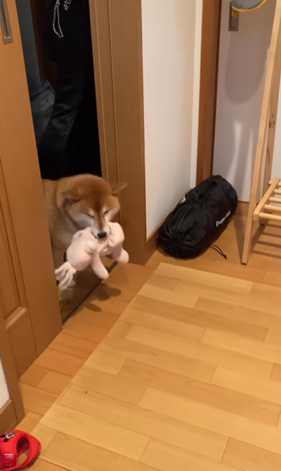 動画冒頭