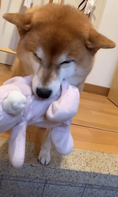 うさぎをくわえるすずちゃん