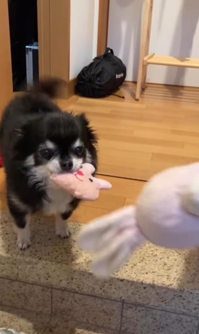 お出迎えミニちゃん