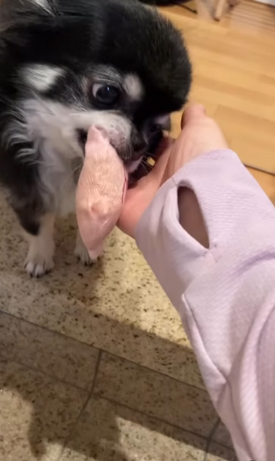 ミニちゃんなでなで