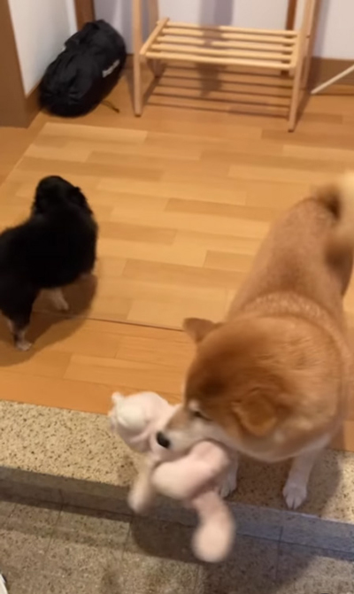 部屋に向かう犬