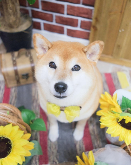 おめかしすずちゃん