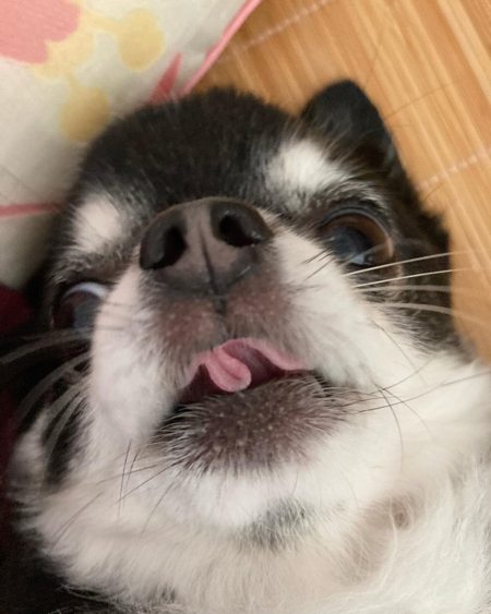 舌出てるミニちゃん