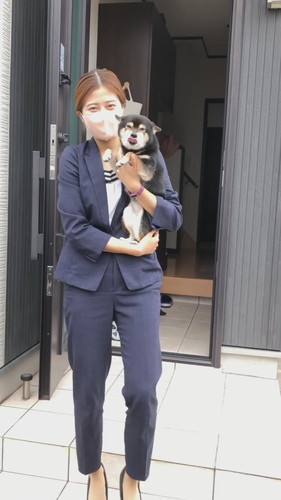 舌をペロペロする柴犬