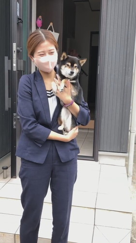 耳を立てる柴犬