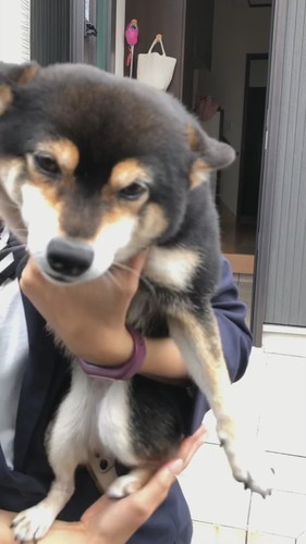 バタバタ喜ぶ柴犬