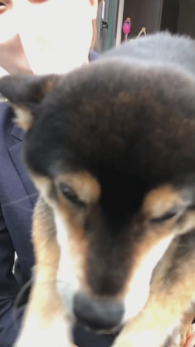 ママのところに行きたい柴犬