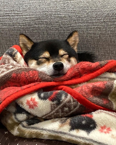 ブランケットの上で寝る柴犬