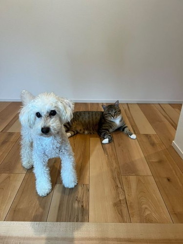 犬と猫の２ショット