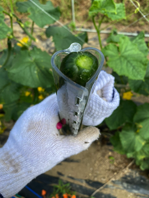 星形やハート形のきゅうりがかわいい