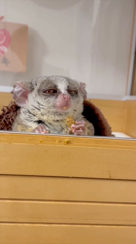 ごはん食べて顔上にあげてる