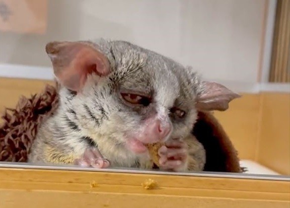 目がうつろなお猿さん