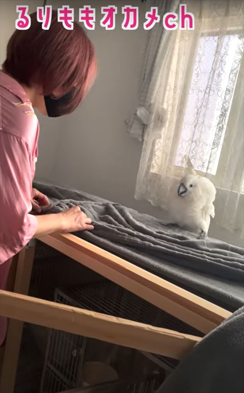 警戒しているオウム