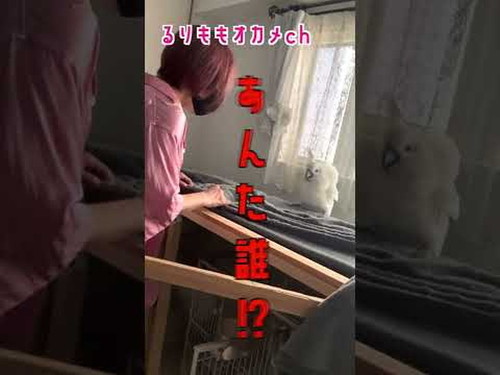 あんた誰オウム