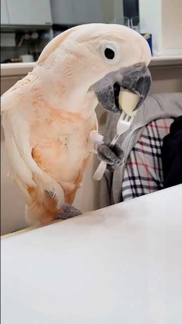 フォーク使うオウム