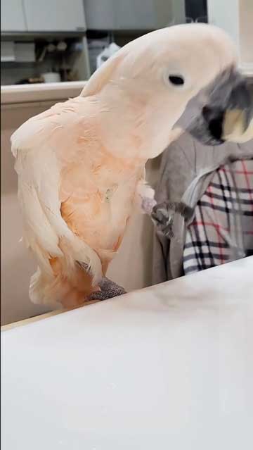 フォーク投げる瞬間