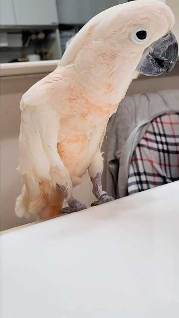 フォーク投げた後の顔