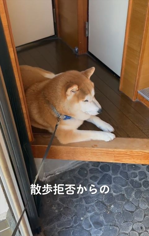 散歩拒否
