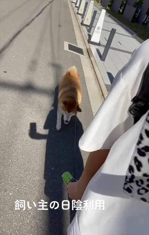 日陰に入る