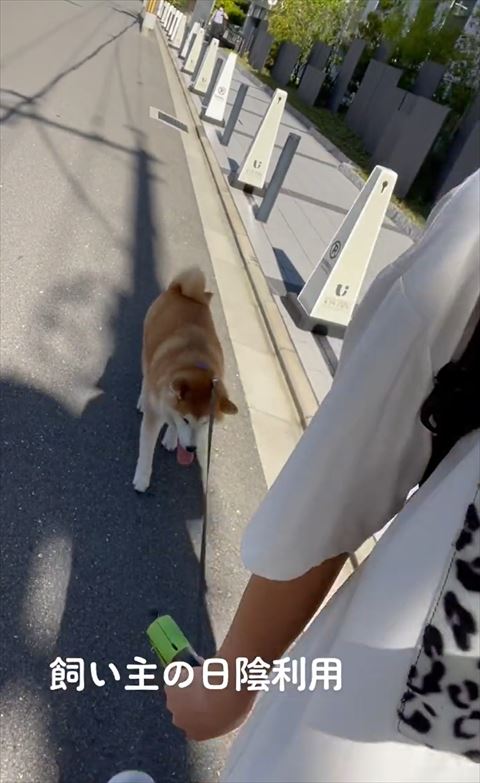 日陰で舌出す