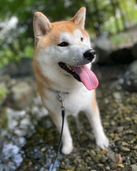 砂利の上にいる