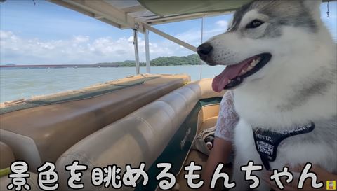 景色を眺めるワンコ