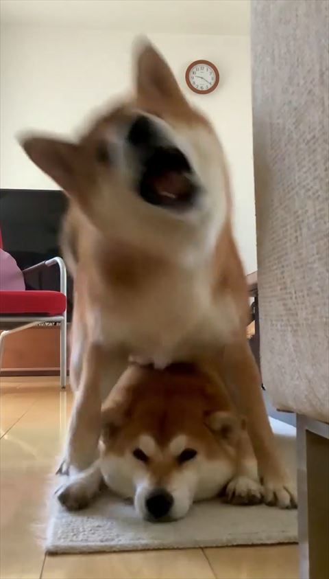 噛みつくワンコアップ