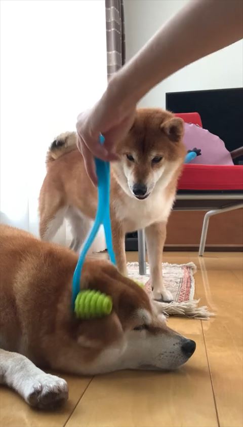 一歩すすむワンコ