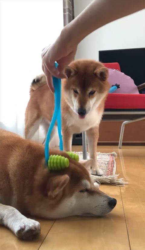 舌をだすワンコ