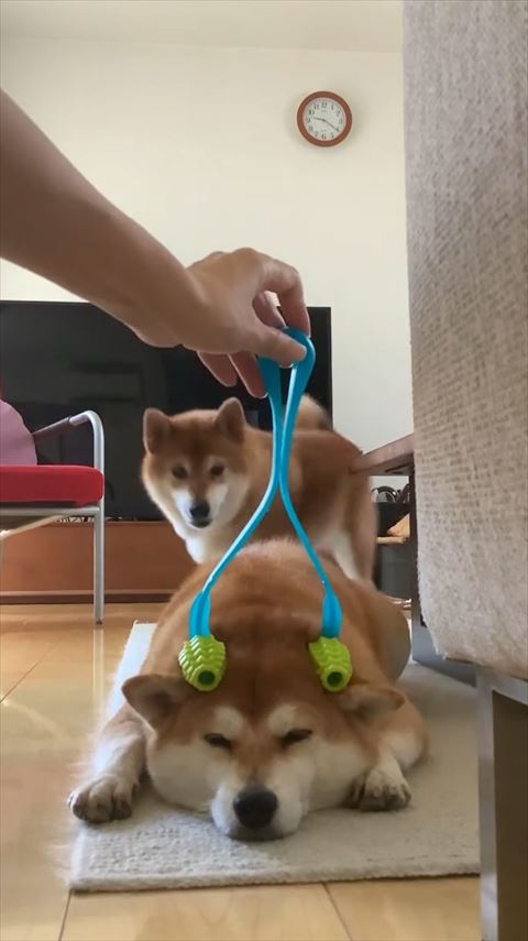 近くにきたワンコ