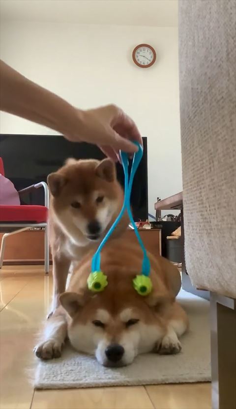 ねらいを定めるワンコ