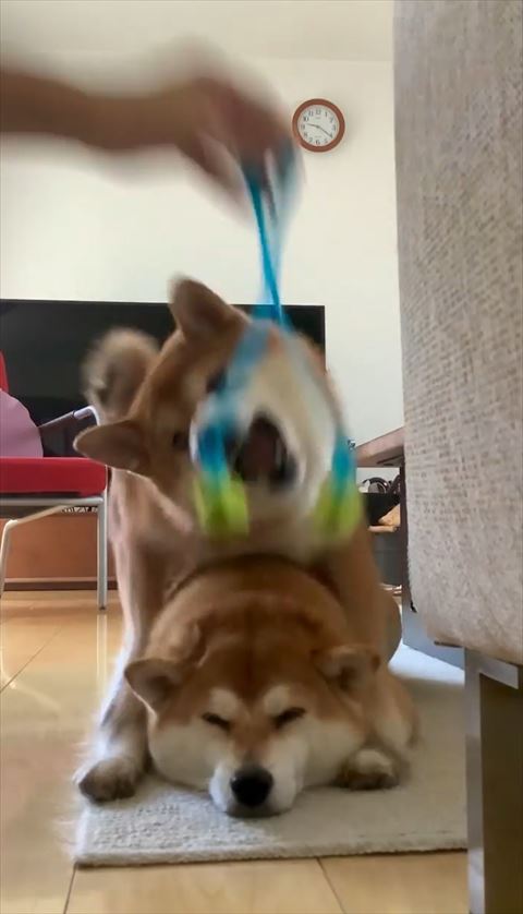 マッサージローラーにかみつくワンコ