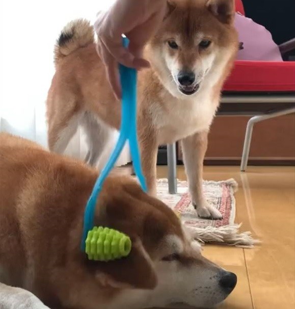 柴犬たち
