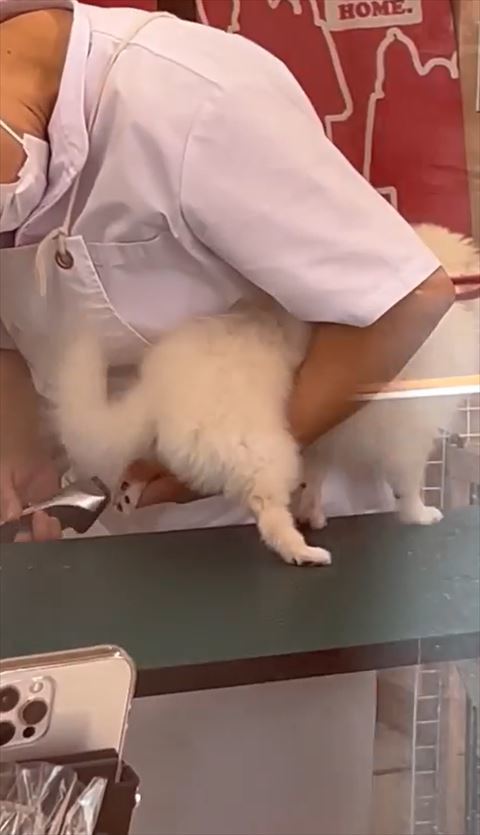 後ろ足バリカン