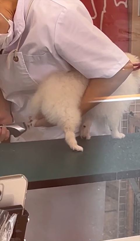 シッポ収納して後ろ足バリカン