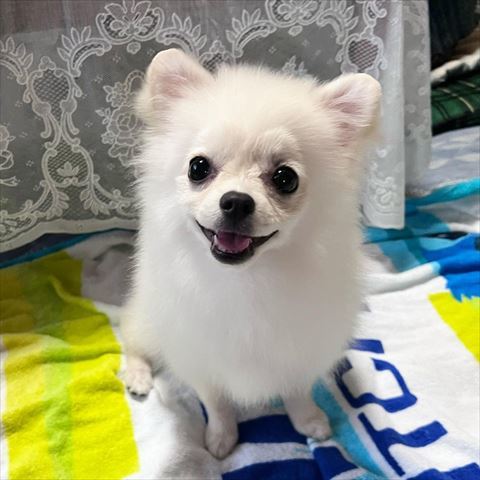 お座りしている