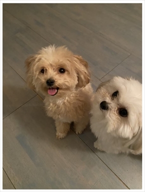 秋野暢子の愛犬