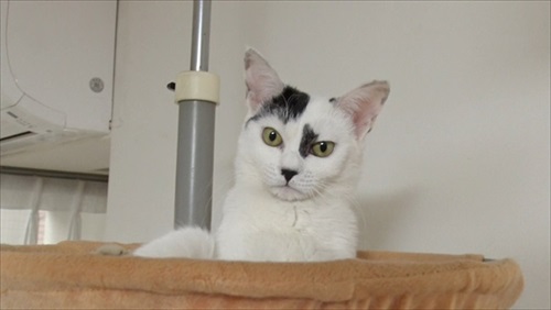 移動手術車プロジェクト