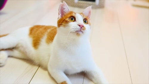 移動手術車プロジェクト