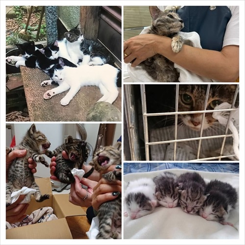 移動手術車プロジェクト