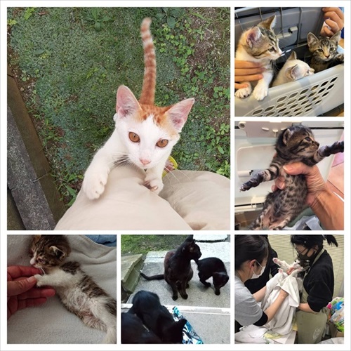 移動手術車プロジェクト