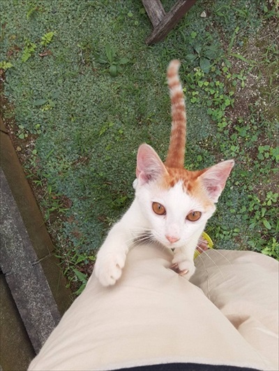 移動手術車プロジェクト