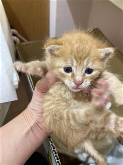 移動手術車プロジェクト