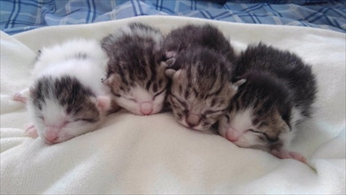 移動手術車プロジェクト