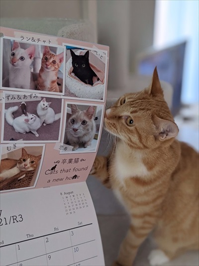 移動手術車プロジェクト